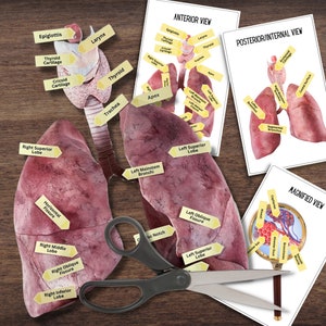 Anatomie MENSCHLICHES LUNGE Atemsystem - Anatomisch korrekte 2D-Dissektion in Farbe mit Tags und Karteikarten