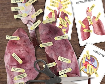 Anatomy HUMAN LUNG Respiratory System - Full Color Anatomically Correct 2D Dissection Activity w/Tags & Flashcards