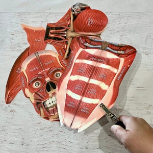 FULL SIZE Child Cut-Out Connectable Anatomy Muscular System w/ Muscles Labeled Interactive Activity image 4