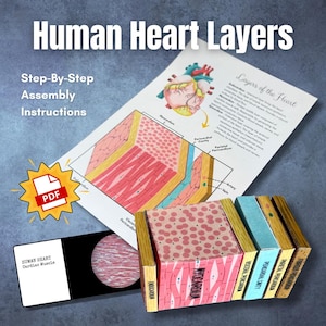 May include: An educational diagram of human heart layers, with "Human Heart Layers" and "Step-By-Step Assembly Instructions" text. Includes a PDF icon, a diagram of the heart, and a model of the heart's layers.