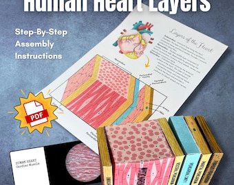 Anatomía del corazón humano - Rompecabezas de pared con las capas del corazón - Actividad 3D anatómicamente correcta a todo color