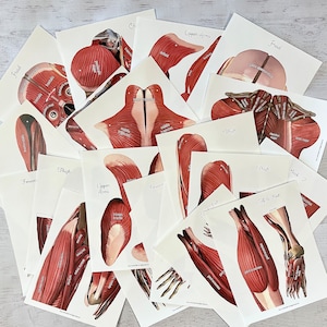 FULL SIZE Child Cut-Out Connectable Anatomy Muscular System w/ Muscles Labeled Interactive Activity image 3