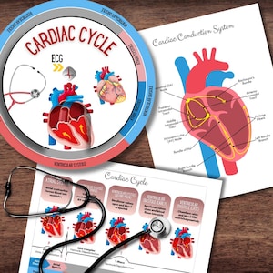 May include: Anatomy diagrams of the heart and its functions. The image includes a circular diagram labeled "Cardiac Cycle" with a stethoscope, and a diagram of the "Cardiac Conduction System". The diagrams are on a wooden surface.