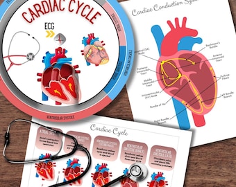 Estudio de ECG cardíaco: Indicador de ciclo cardíaco, emparejamiento de tiras de ritmo, tarjetas didácticas *Diseño exclusivo*