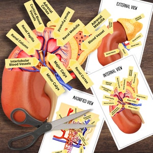 Anatomia del RENE UMANO - Attività di dissezione 2D anatomicamente corretta a colori con tag e flashcard
