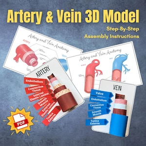 May include: A 3D model of an artery and vein, with step-by-step assembly instructions. The model includes labeled diagrams of the artery and vein anatomy, with labels for the different layers and components. A PDF icon is also visible.