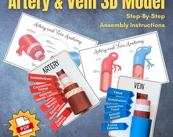 Modelo 3D de venas y arterias de anatomía vascular: modelo de papel anatómicamente correcto a todo color con etiquetas