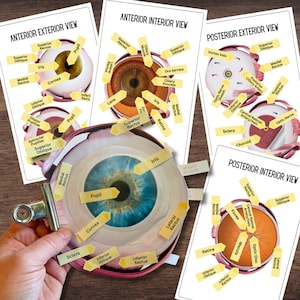 May include: Diagram of the human eye showing the anterior and posterior exterior and interior views. The diagram labels the different parts of the eye, including the cornea, iris, pupil, lens, retina, optic nerve, and choroid.