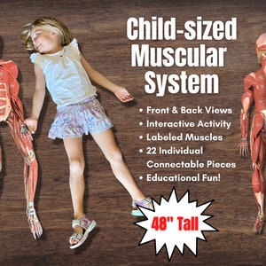 FULL SIZE Child Cut-Out Connectable Anatomy Muscular System w/ Muscles Labeled Interactive Activity image 1