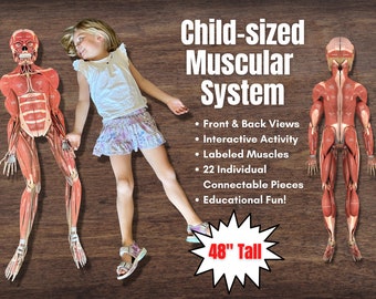 FULL SIZE (Child) Cut-Out Connectable Anatomy Muscular System w/ Muscles Labeled *Interactive Activity*