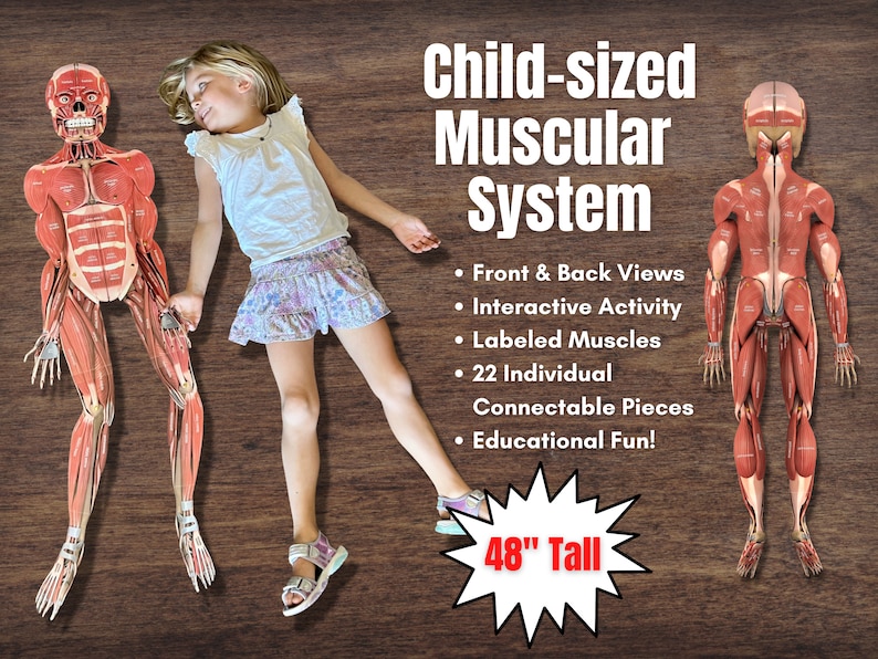 FULL SIZE Child Cut-Out Connectable Anatomy Muscular System w/ Muscles Labeled Interactive Activity image 1