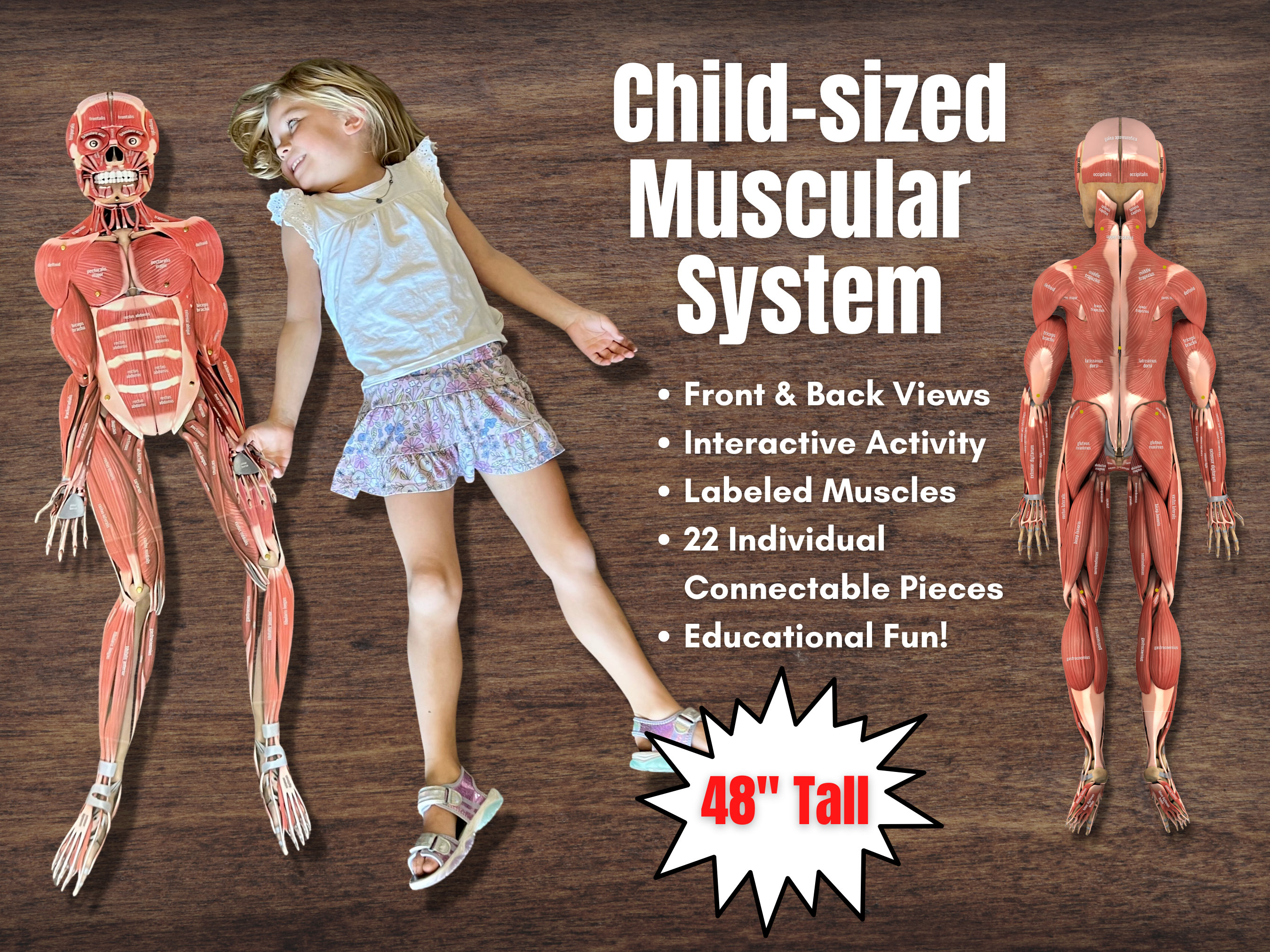 Muscular system for kids with labels