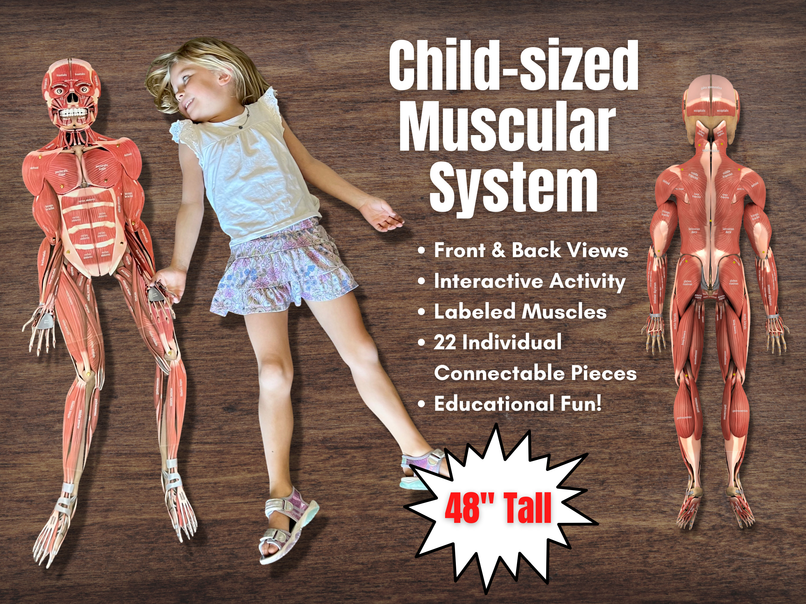 muscular system for kids with labels