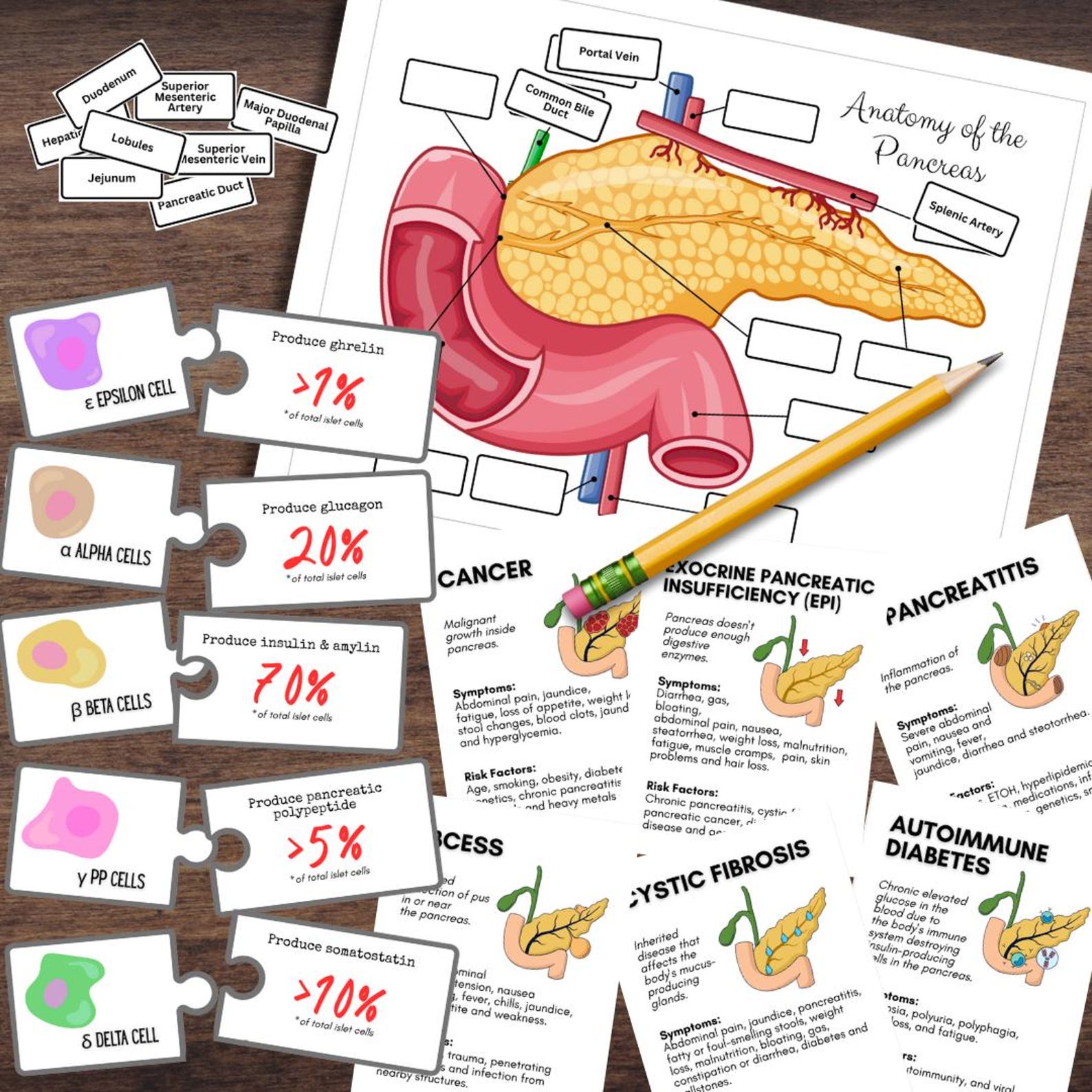 Anatomy HUMAN PANCREAS Endocrine System - Full Color Anatomically ...