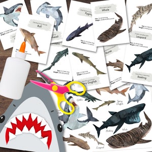 Montessori-inspirierte SHARK Studie illustrierte Karteikarten Arten Poster & praktisches Handwerk