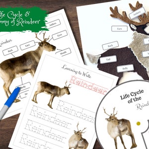 May include: A printable educational resource for learning about reindeer. The resource includes a diagram of a reindeer with labeled parts, a life cycle wheel, and a practice sheet for writing the word "reindeer".