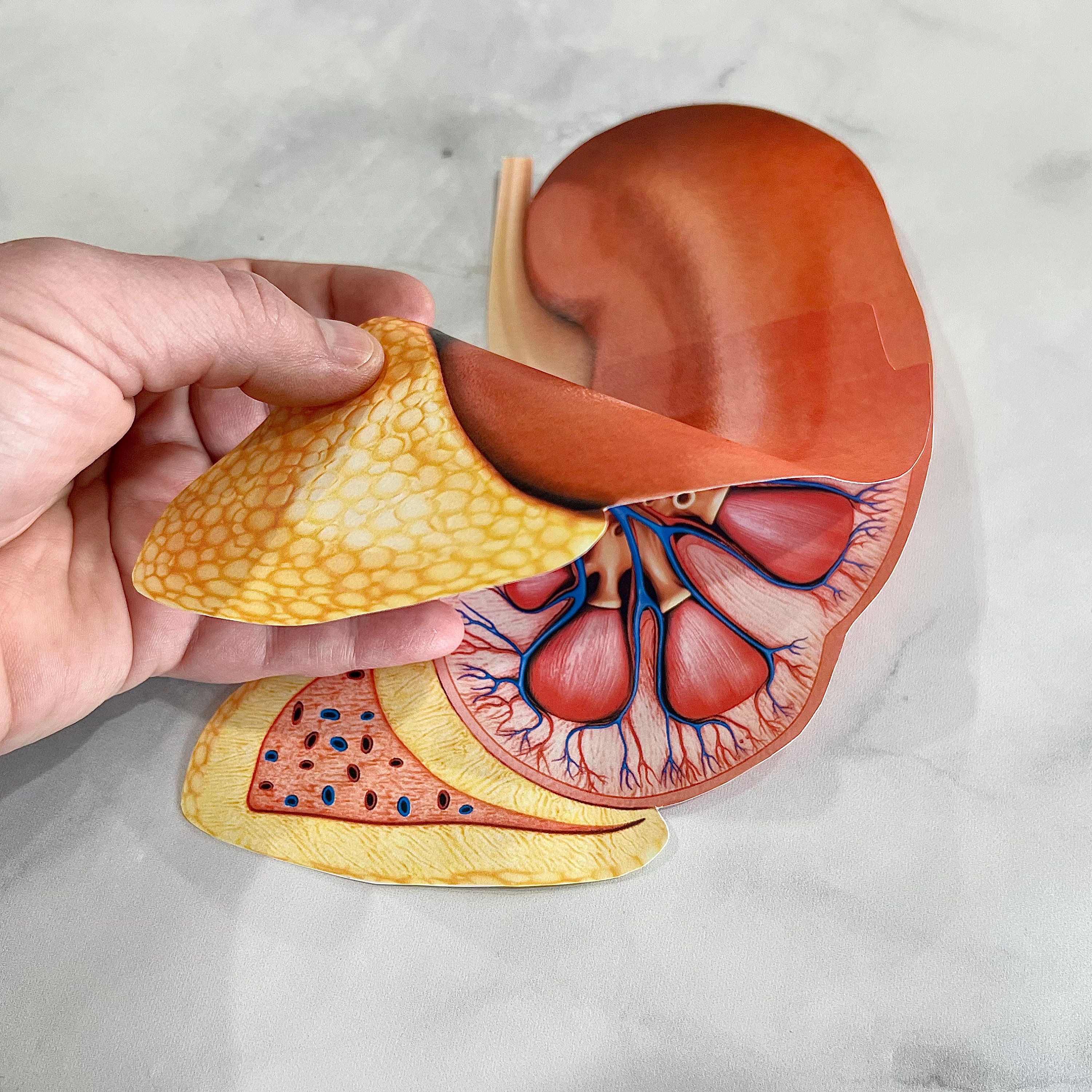 Anatomy HUMAN KIDNEY - Full Color Anatomically Correct 2D Dissection ...