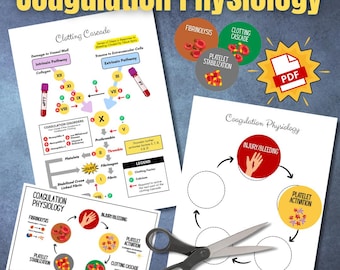 Póster del diagrama de flujo de la cascada de coagulación de HEMATOLOGÍA, correspondencia entre fisiología de la coagulación