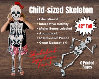 FULL SIZE (Child) Cut-Out Connectable Anatomy Skeleton w/ Bone Names