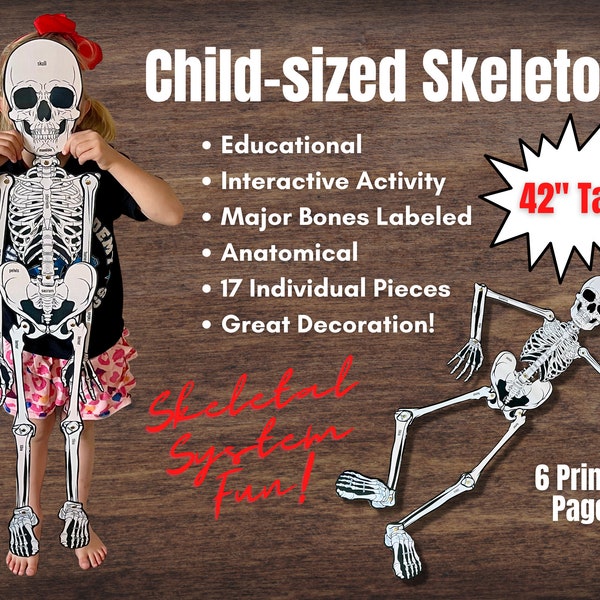 Esqueleto de anatomía conectable recortado de tamaño completo (niño) con nombres de huesos