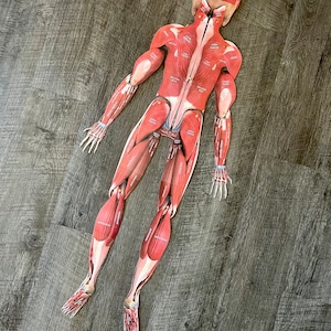 FULL SIZE Child Cut-Out Connectable Anatomy Muscular System w/ Muscles Labeled Interactive Activity image 7