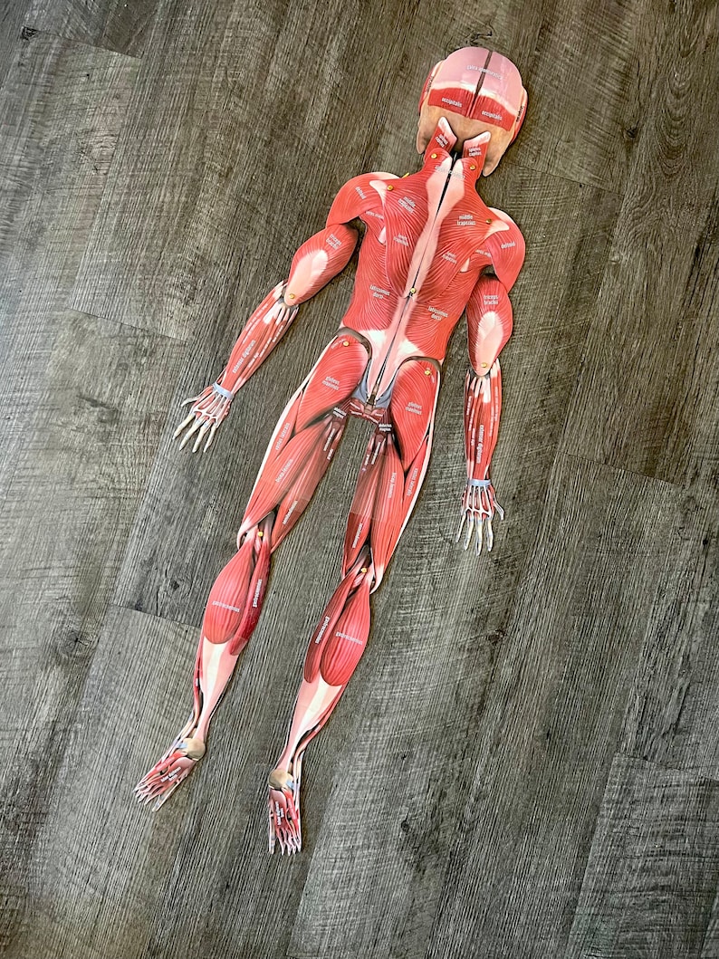 FULL SIZE Child Cut-Out Connectable Anatomy Muscular System w/ Muscles Labeled Interactive Activity image 7