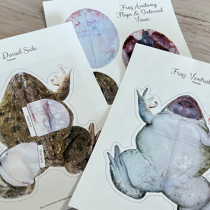 2D Paper FROG Dissection ANATOMY Activity Muscular Skeletal & - Etsy