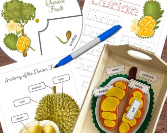 Planta de fruta DURIAN de inspiración Montessori: ciclo de vida, anatomía, trazado y rompecabezas de fieltro