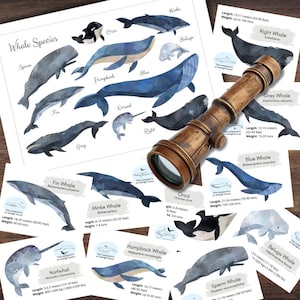 Montessori-geïnspireerde walvisstudie poster Whales of the World met illustraties in kleur gelabeld