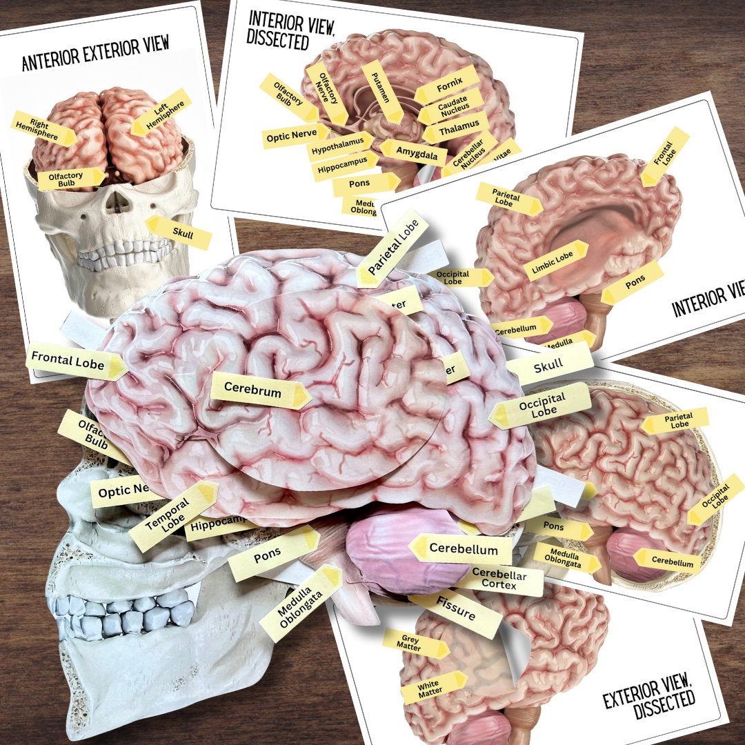Anatomy HUMAN BRAIN - Full Color Anatomically Correct 2D Dissection ...
