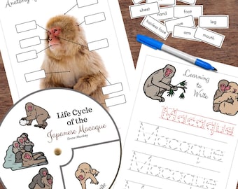 Life Cycle, Anatomy & Word Tracing of Japanese MACAQUE Snow Monkey Study