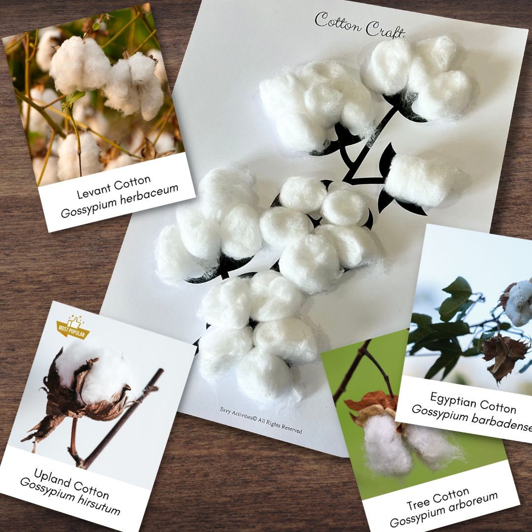 Cotton BOTANY Study Flash Cards Cotton Ball Craft | Early Childhood ...