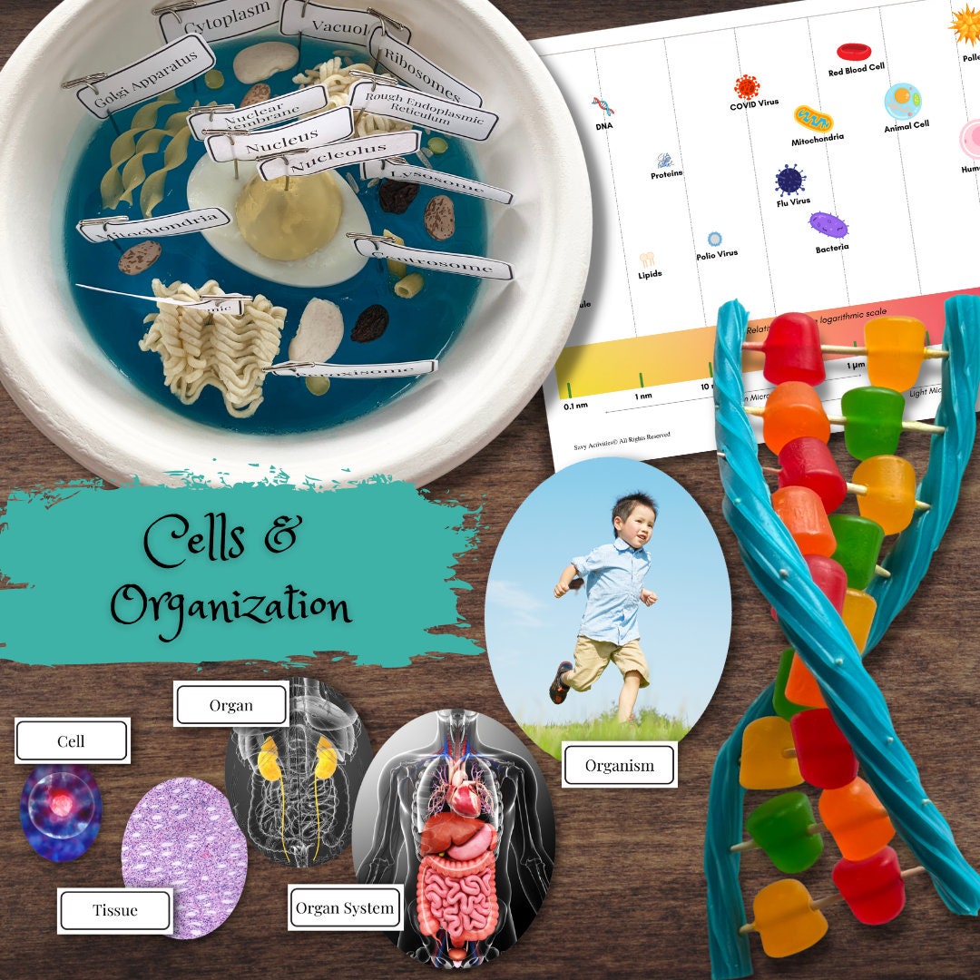 Human Anatomy Health Activity Ebook: Hands-on Activities, Experiments ...