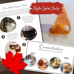 MAPLE Leaf Cartes Montessori en 3 parties, laçage, correspondance des couleurs et processus d'artisanat