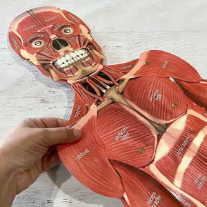 FULL SIZE Child Cut-Out Connectable Anatomy Muscular System w/ Muscles Labeled Interactive Activity image 2