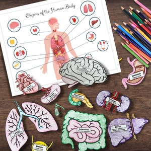 May include: A set of colourful paper cutouts of human organs, including the brain, heart, lungs, spleen, pancreas, kidneys, intestines, liver, and stomach. Each cutout has a label with the organ's name and a brief description of its function. The organs are arranged on a wooden surface.