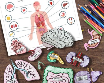 Human Body Systems Life-Size Organ Tracing Coloring Matching Activity