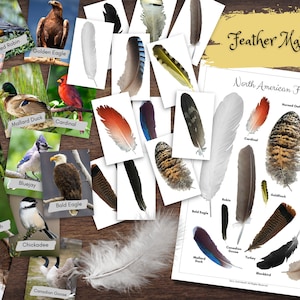 May include: A printable educational game for kids featuring North American birds and their feathers. The game includes cards with images of birds and their corresponding feathers.