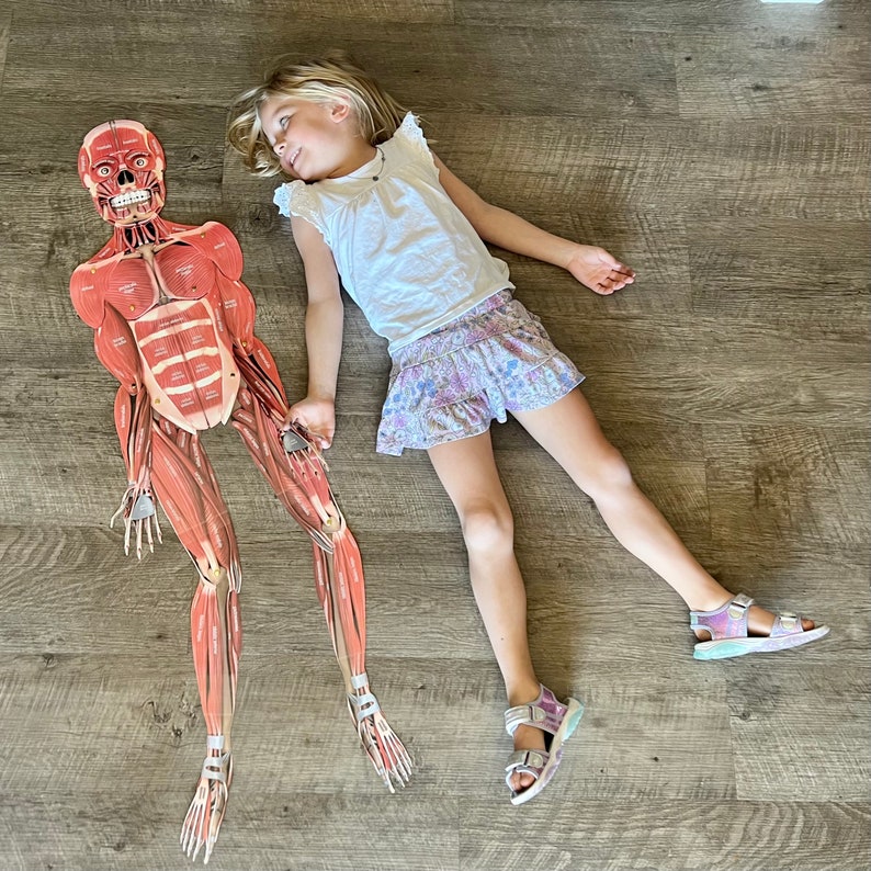 FULL SIZE Child Cut-Out Connectable Anatomy Muscular System w/ Muscles Labeled Interactive Activity image 5