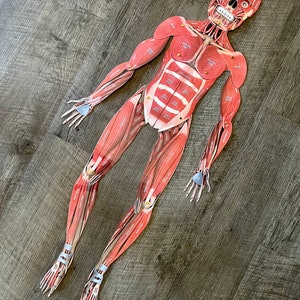 FULL SIZE Child Cut-Out Connectable Anatomy Muscular System w/ Muscles Labeled Interactive Activity image 6