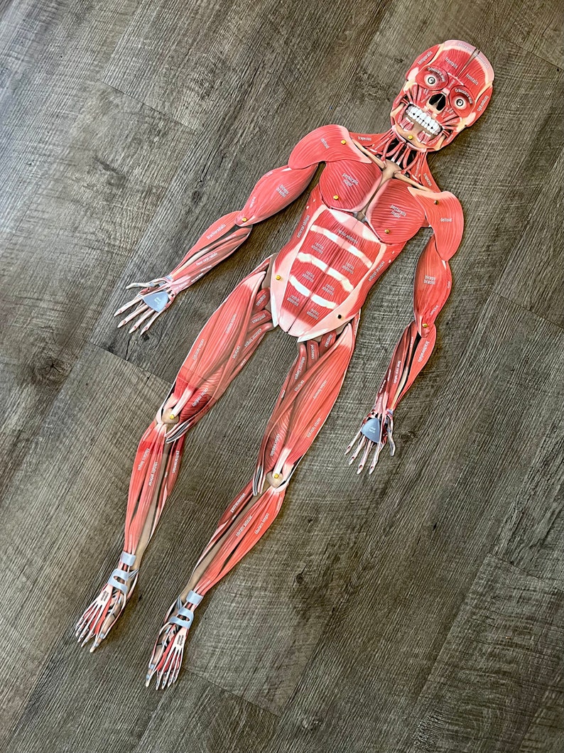 FULL SIZE Child Cut-Out Connectable Anatomy Muscular System w/ Muscles Labeled Interactive Activity image 6