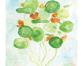 Nasturtium Watercolor Illustration 8x10 Print