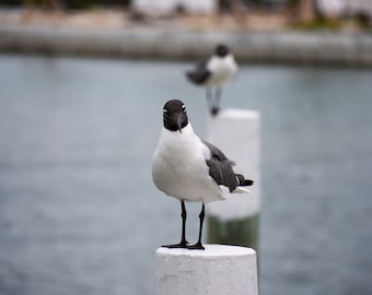 Hallo