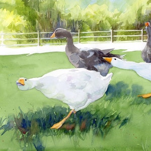 May include: Four geese running on a grassy field. One goose is white and the other three are gray. The geese are running towards the right side of the image.