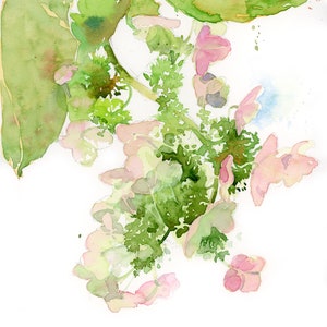 May include: Watercolor painting of a botanical subject. The image features green leaves and stems with clusters of small, light pink flowers. The artwork has a soft, airy quality with a white background and subtle watercolor effects.