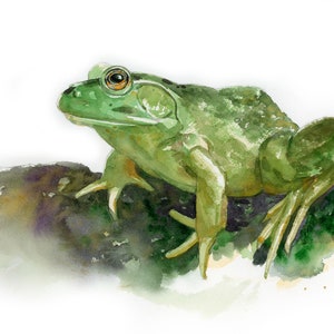 May include: Watercolor painting of a green frog with a textured body, perched on a dark, mossy surface. The frog has large eyes and is set against a white background with watercolor washes.