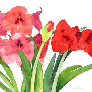 May include: Watercolor painting of vibrant red and pink amaryllis flowers with green leaves. The flowers are in full bloom, with detailed petals and a soft, watercolor texture. The background is white.