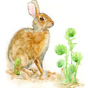 Rabbit and Ferns - Archival Print