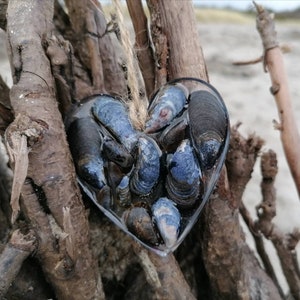 Natural Pen Shell Polished / 2 Sizes / Seashell Dish / Pinnidae Noblis /  Fan Shape Shell / Polished Giant Mussel / Shell Supply 