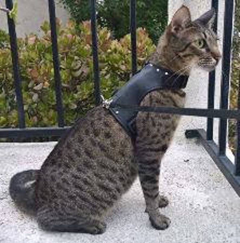 cat walking jacket